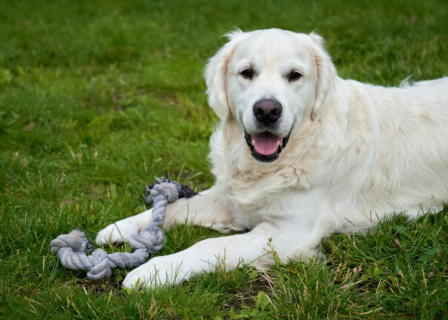 a diagram showing a well-designed durable dog toy versus a poorly designed one