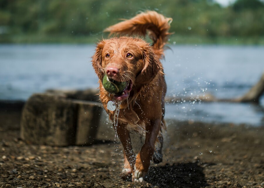 different categories of outdoor dog toys like frisbees, tug ropes, and floating toys