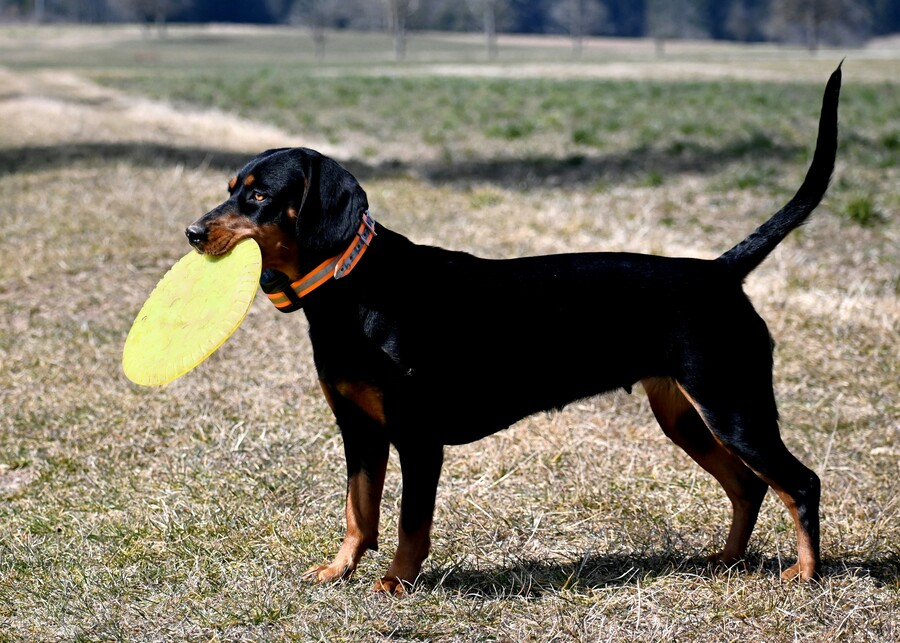 a bright yellow dog toy that is easy to see in the grass