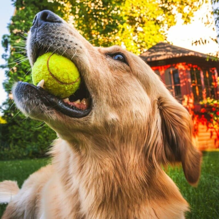 are tennis balls bad for dogs