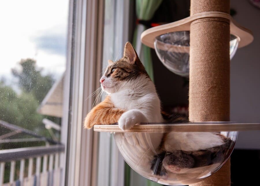 A cat is playing on a cat tree by the window.