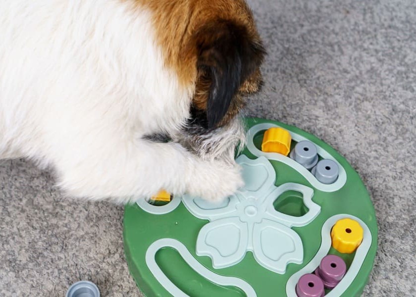 A dog happily engaged with an interactive puzzle toy.
