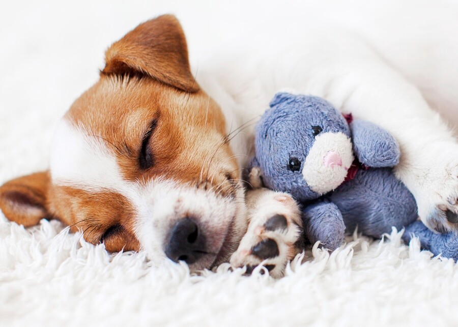 A puppy cuddling with a soft plush toy