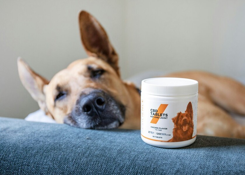 An orthopedic dog bed next to a bowl of specialized pet supplements.