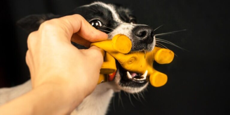 Are Latex Toys Safe for Dogs
