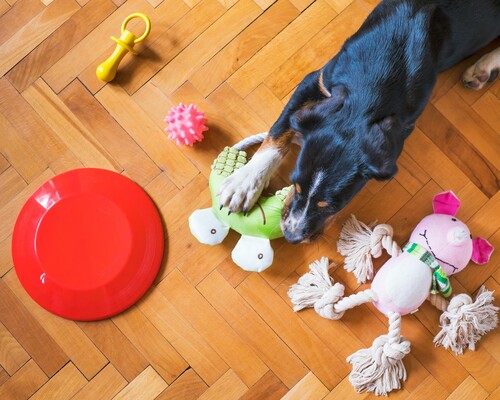 Dog Playing with Various Toys