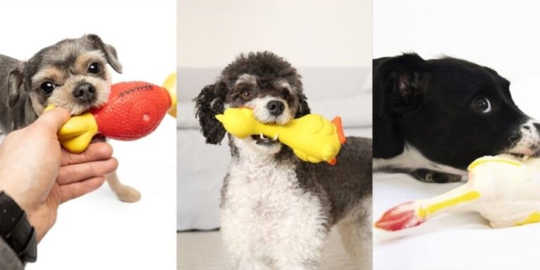 Dog playing with latex toy