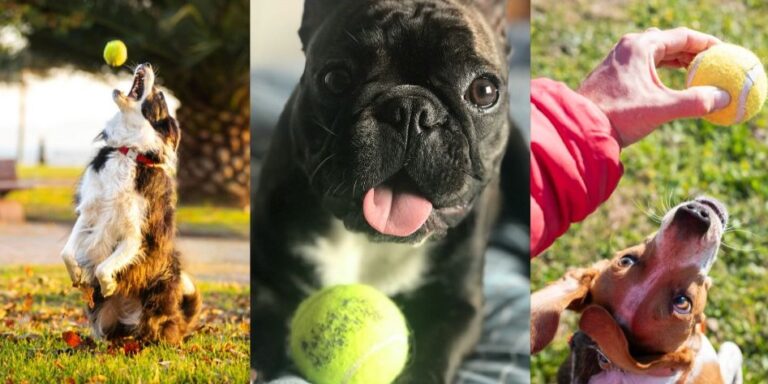 Dog playing with tennis ball