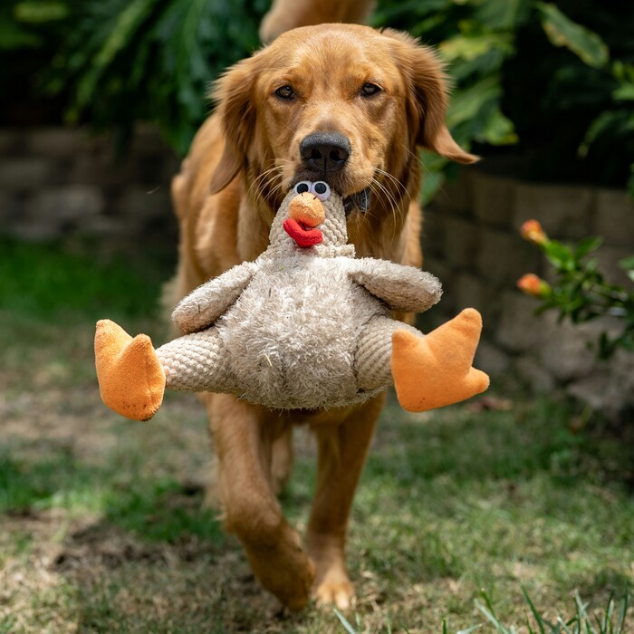 Dogs love to treat stuffed plush chickens dog toys as prey in the wild