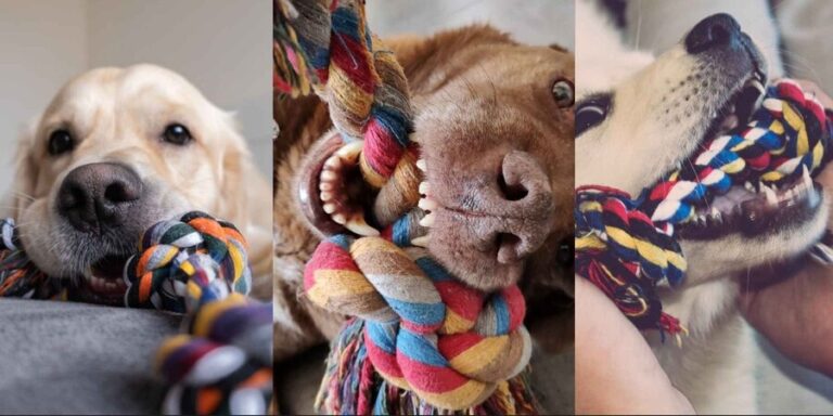 How does dog rope toy work