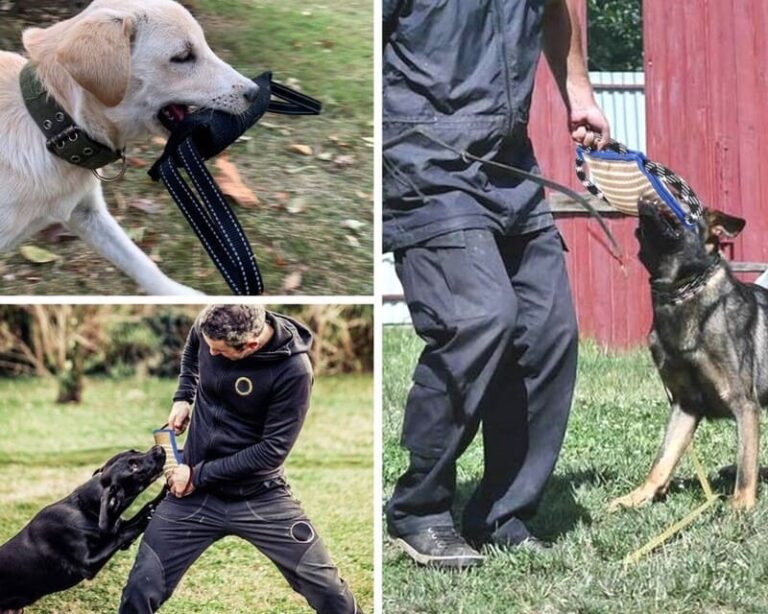 what are dog tug toys used for