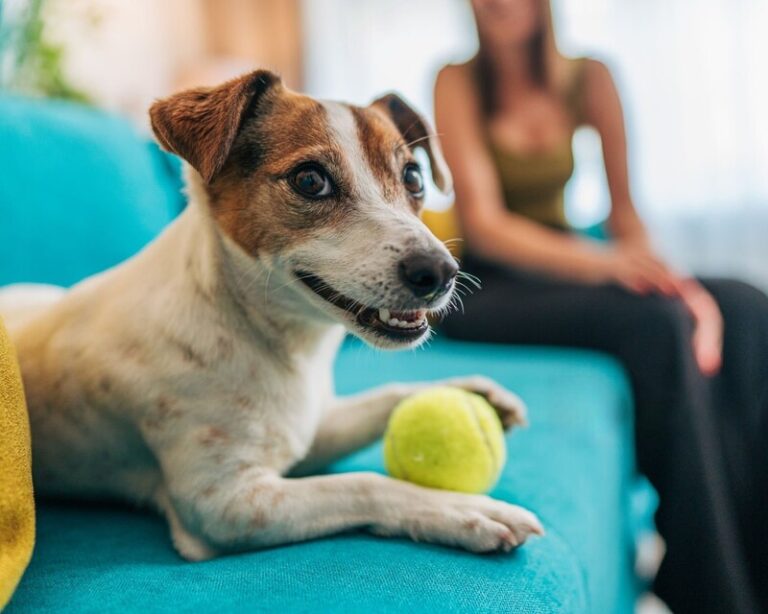 why do dogs and pet parents love tennis balls