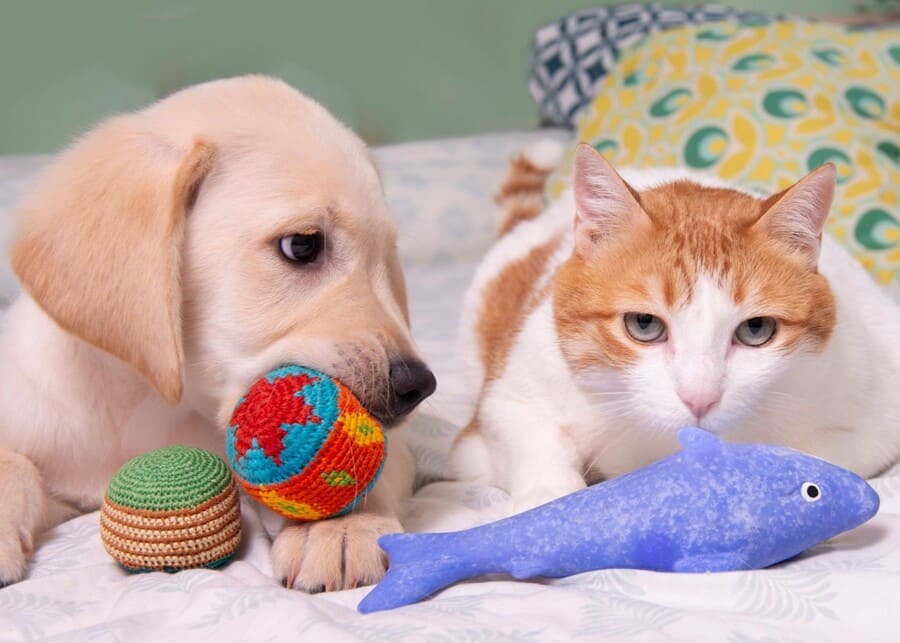 What Lies Beyond Pet Humanization? Exploring the Next Frontier in Pet Supplies?