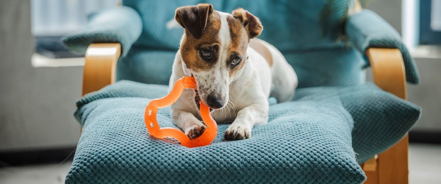 Dog Chew Toys
