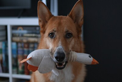 plush dog toys