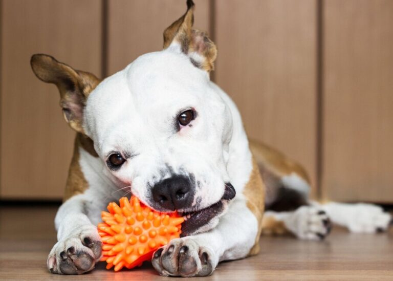 Rubber dog chew toys