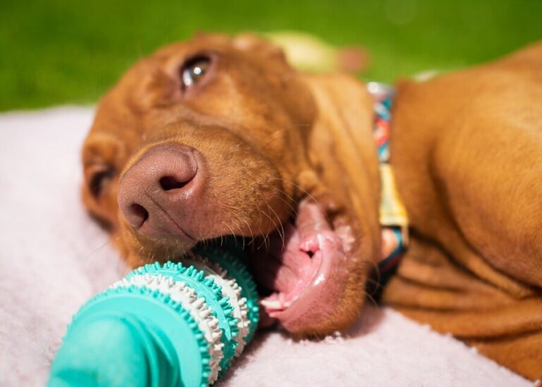 Rubber dog toys