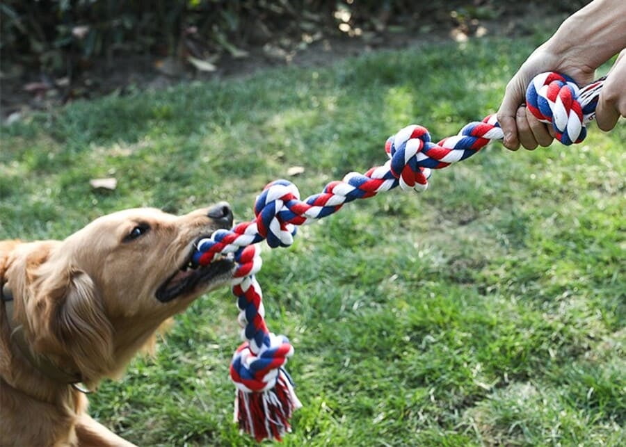 Popular Tug of War Toy Types A dog and owner playing with a classic rope tug toy.