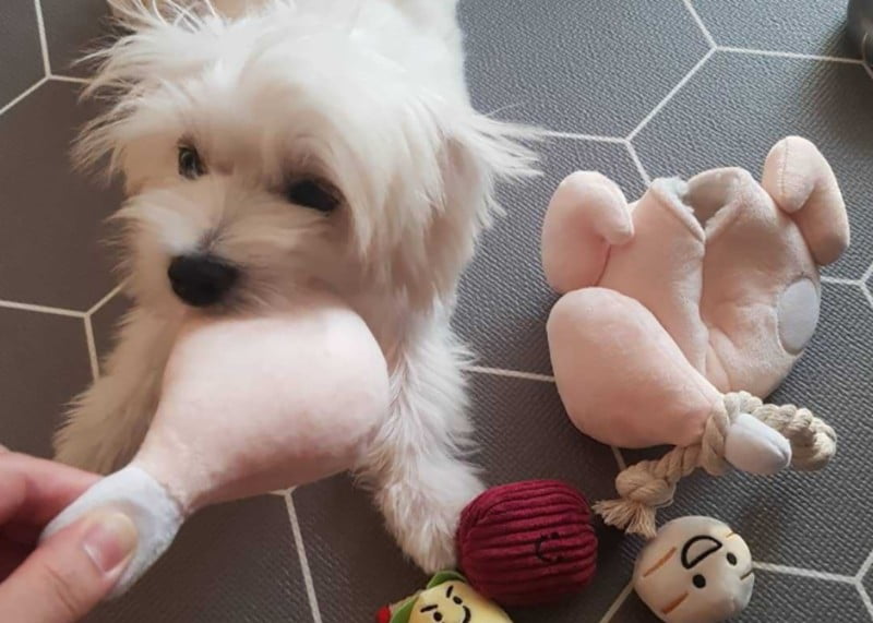 Viral Marketing with Funny Dog Toys A dog playing with a funny hide and seek dog toy