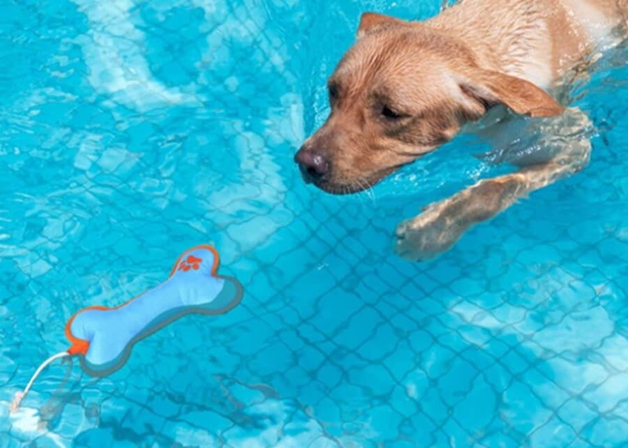 custom dog water toys