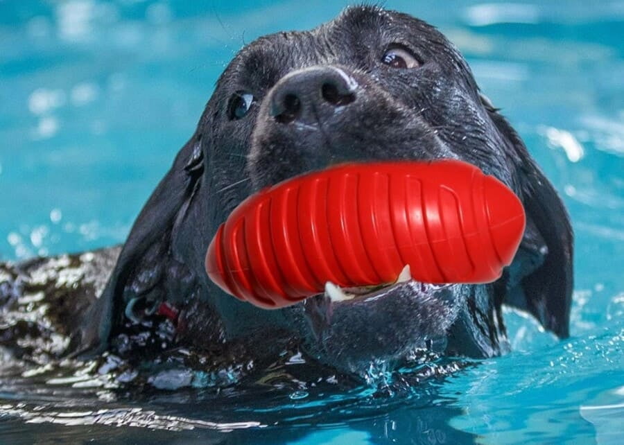 What’s the Best Material for Dog Water Toys?