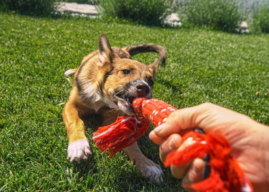 What Are the Best Interactive Dog Toys?