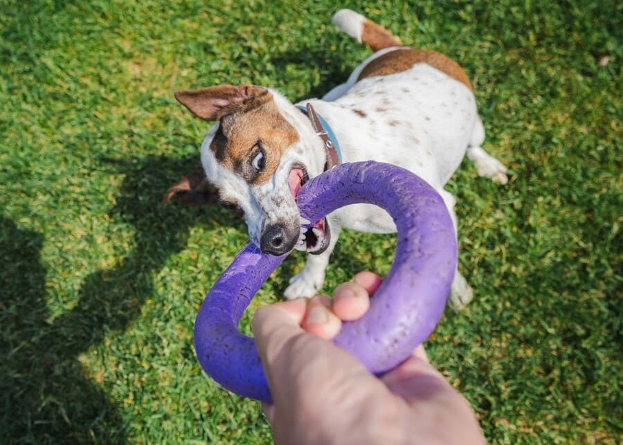 What’s the Manufacturer’s Playbook for Best-Selling Tug of War Dog Toys?