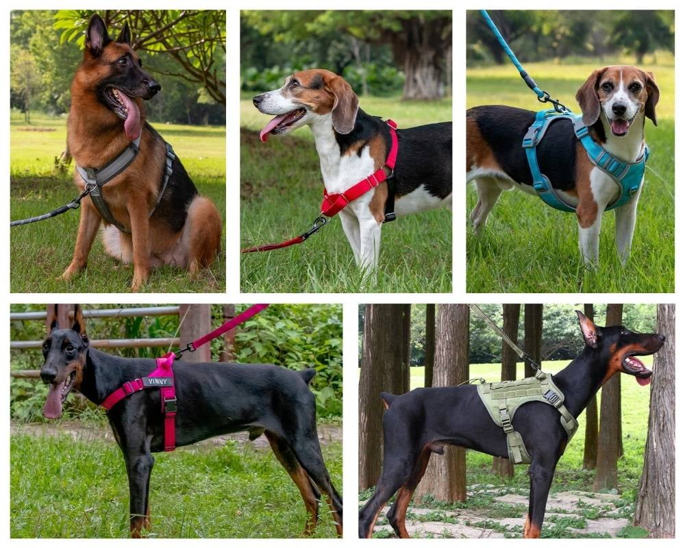 Different structural dog harness