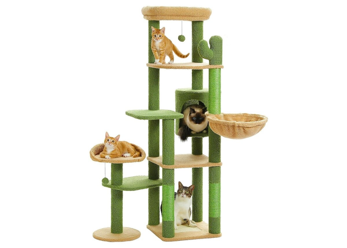 Large cat trees for heavy breeds