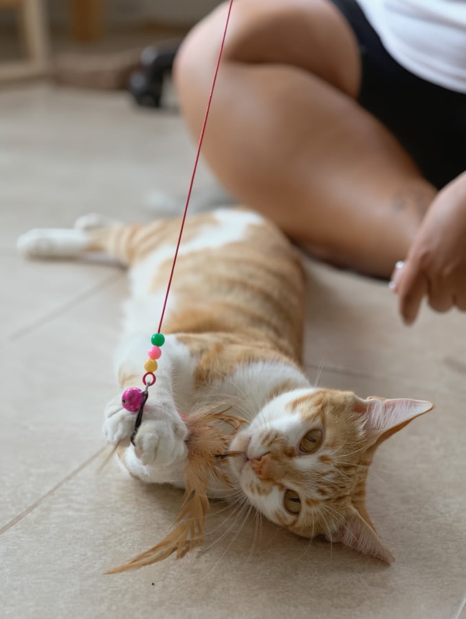 best cat toys