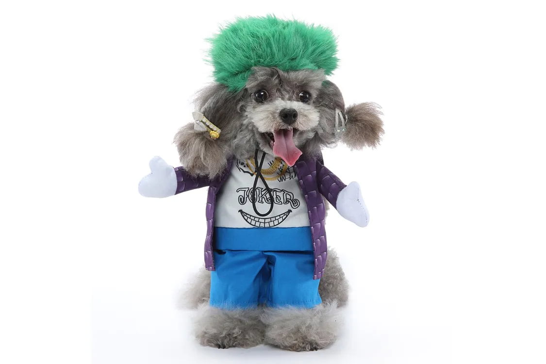 Festive holiday pet costume for social media