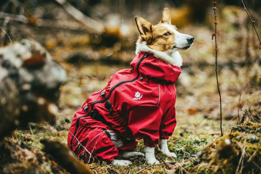 Water-repellent outdoor pet raincoat