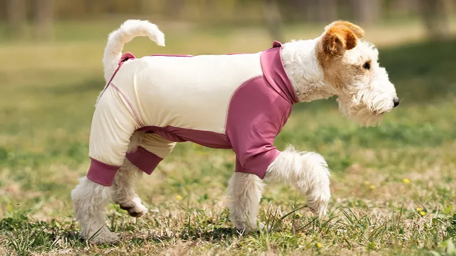 Dog in cooling vest outdoors