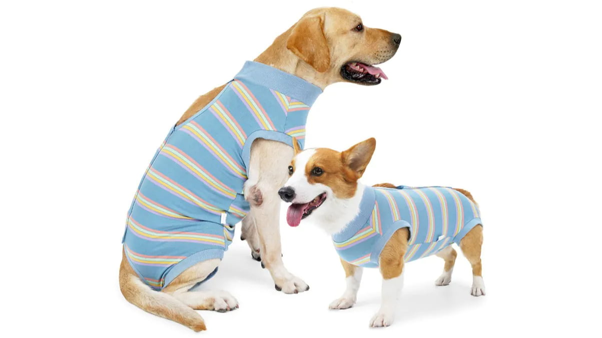Dog wearing post-surgery recovery suit