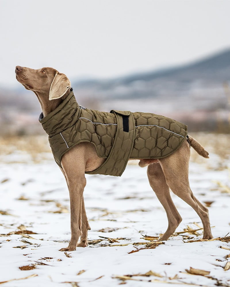 High-quality functional outdoor dog coat featuring windproof ripstop shell and reflective safety details