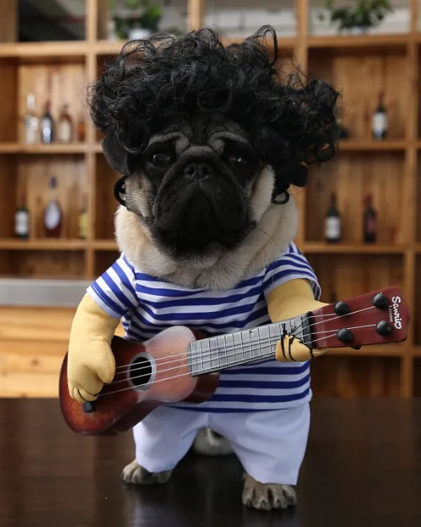 Funny 3D pet costume for social media sharing