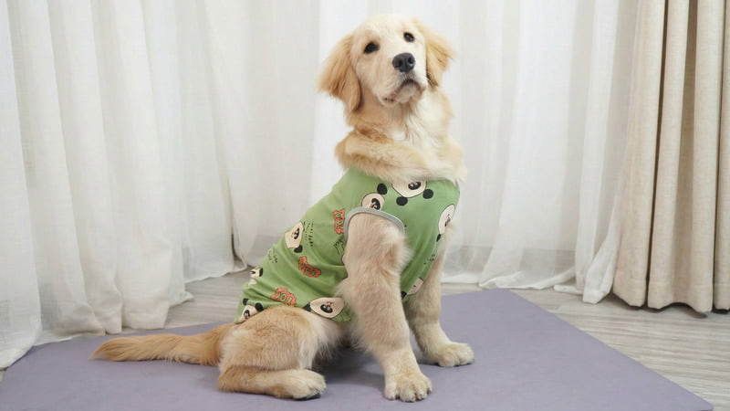 Large dog wearing t-shirt