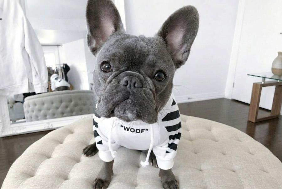 Pet Hoodie styles for specific dog breeds
