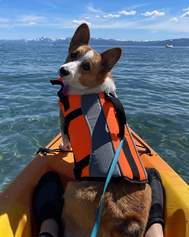 Professional dog swimming life jacket for water sports and hydrotherapy