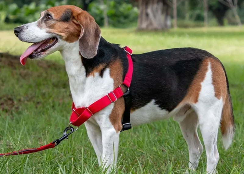Wholesale Pet Walking Supplies