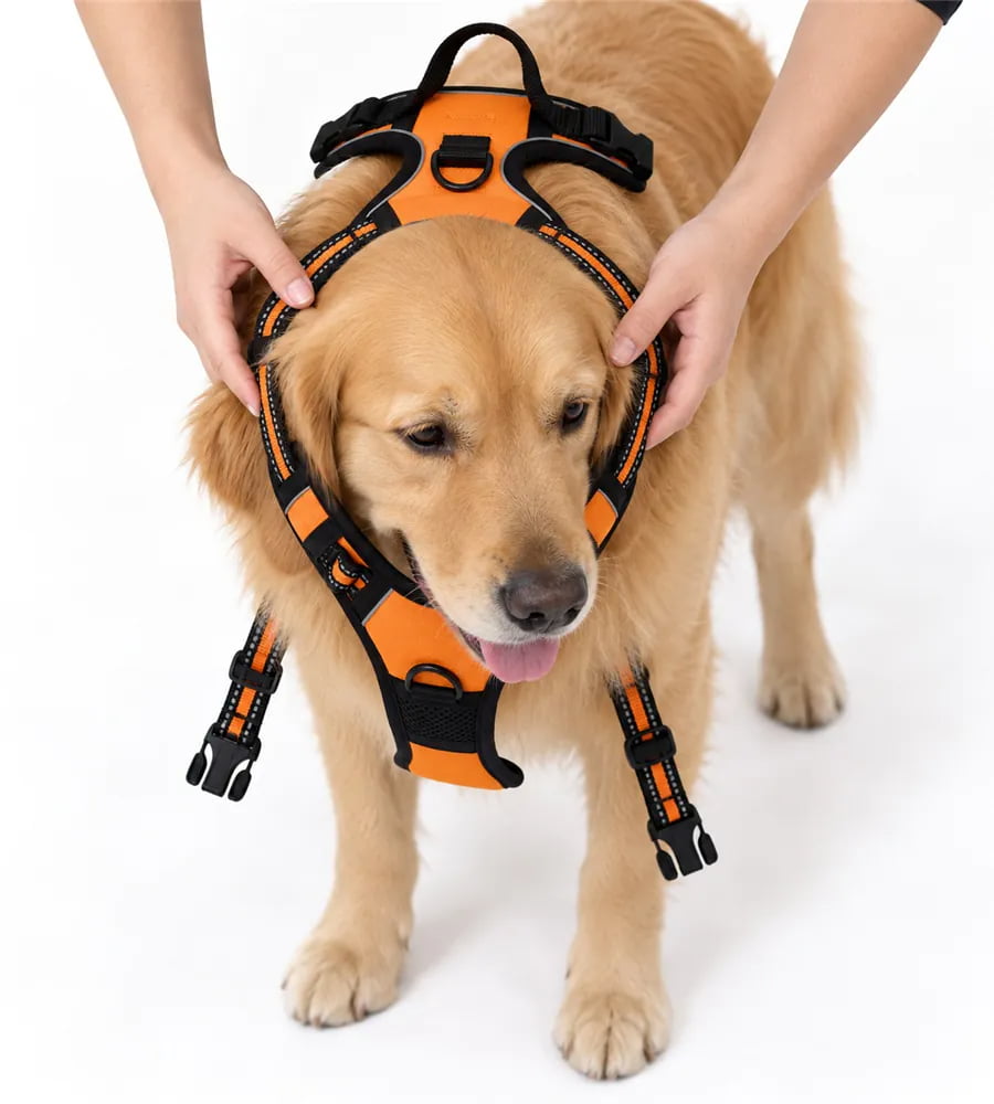 Golden retriever being fitted with an orange overhead dog harness, with its head through the neck opening and side buckles unfastened.